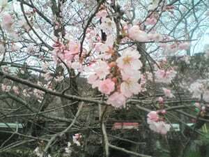 桜～