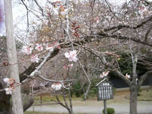 二季咲桜 