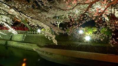 水門川の夜桜