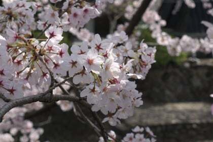 奥の細道むすびの地「船町公園」の桜