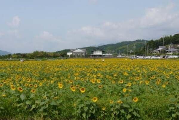 2010年大垣ひまわり畑