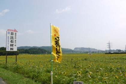 2010年大垣ひまわり畑見に行ってきました