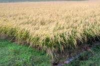 お米作りをしよう2010「稲刈り編」最終回