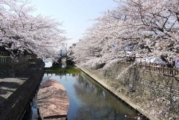 水門川の桜