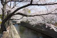 大垣水門川の桜2011年見に行ってきました