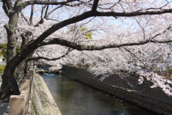 水門川の桜