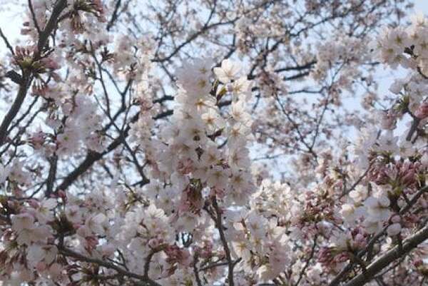 こいのぼり一斉遊泳の桜の写真