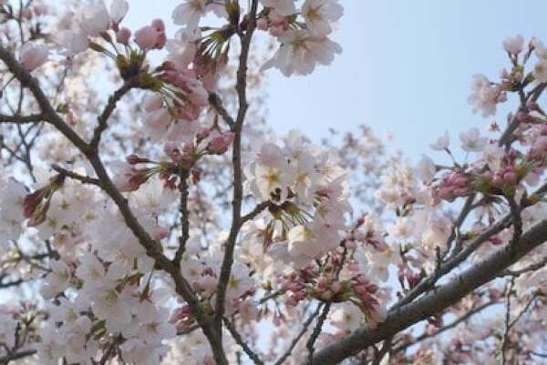 こいのぼり一斉遊泳の桜の写真