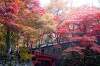 横蔵寺もみじまつりは11月18日開催！一足先にもみじ見に行ってきました
