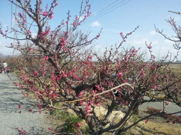 安八百梅園の梅の花の写真