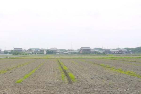 2013年大垣ひまわり畑の写真