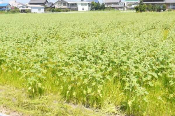 2013年大垣ひまわり畑の様子の写真