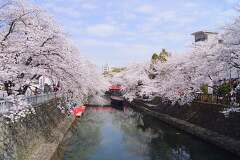 この週末大垣は桜から萌えまで開催！大垣市奥の細道むすびの地は桜が見頃となってきました