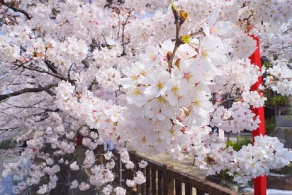 大垣市奥の細道むすびの地の桜の写真