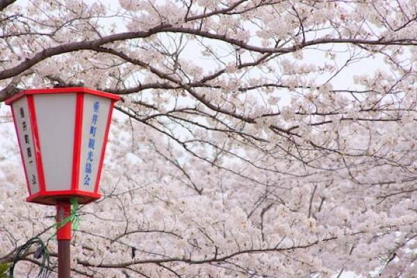 相川水辺公園と桜の写真