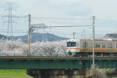 相川水辺公園のこいのぼり一斉遊泳と桜を見に行ってきました