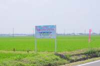 2014年羽島市のひまわり畑！田園フラワーフェスタは見頃を迎えました