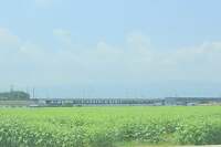 見頃は8月中旬です！2014年大垣ひまわり畑は蕾です