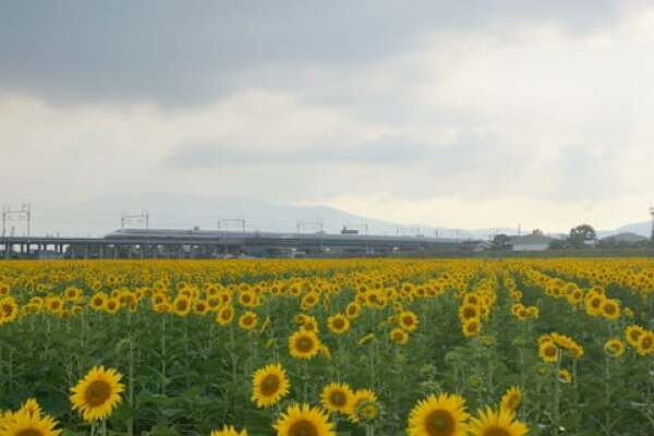 ひまわり畑と新幹線の写真
