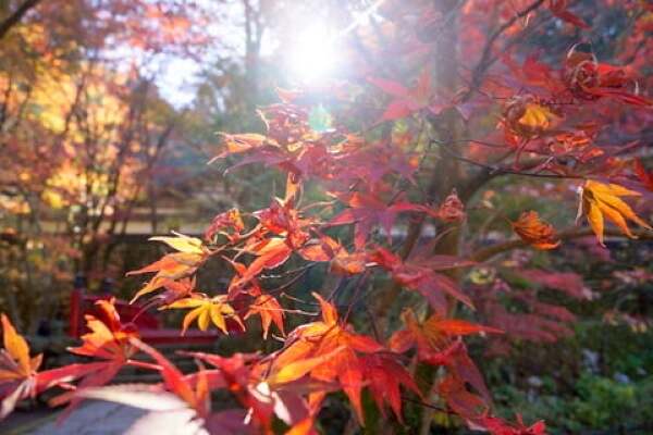 横蔵寺の紅葉の写真