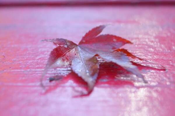 横蔵寺の落ち葉の写真