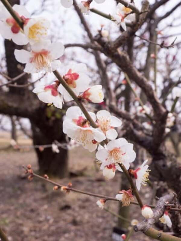 安八百梅園の梅の花の写真