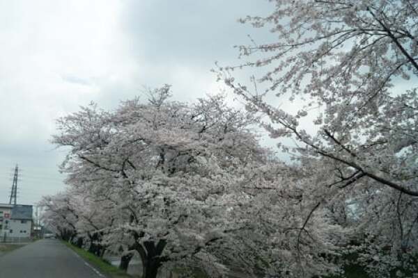 新境川堤の桜並木の写真