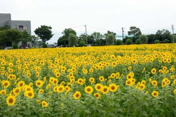 羽島市のひまわり畑の写真