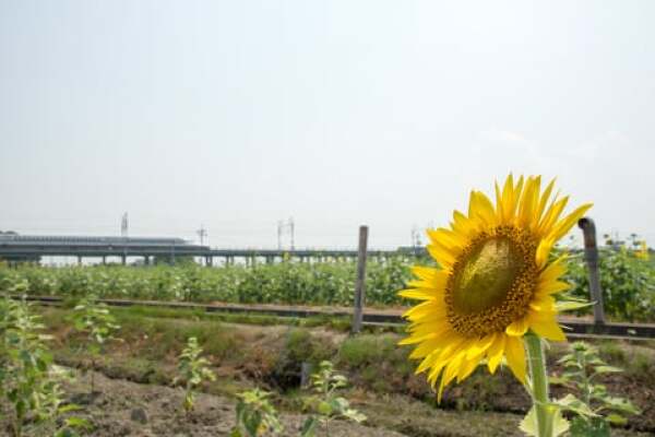 大垣市のひまわり畑の東側の写真