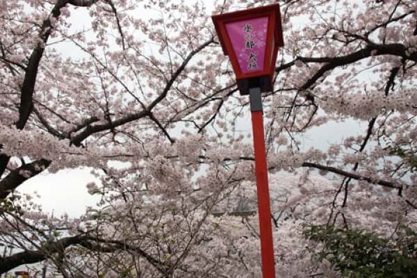 船町公園・奥の細道むすびの地の桜の写真