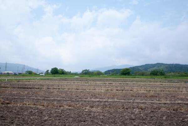 大垣ひまわり畑（青野町）の様子の写真