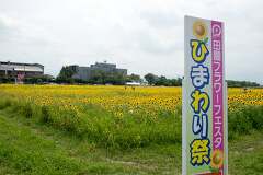 7月いっぱいが見頃です！羽島市のひまわり畑いちのえだ田園フラワーフェスタ2016行ってきました