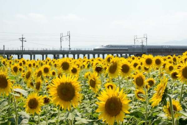 ひまわり畑と新幹線の写真