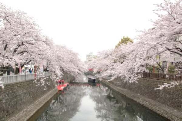 桜の写真の写真