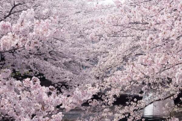 水門川の桜の写真