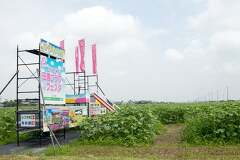 羽島市のいちのえだ田園フラワーフェスタのひまわり畑は7月下旬見頃です
