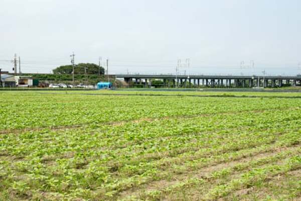 ひまわり畑と新幹線の線路の写真
