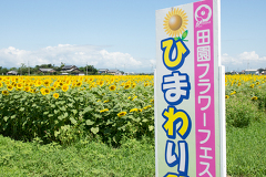 今年も背が高いひまわり達です！羽島市のいちのえだ田園フラワーフェスタのひまわり畑行ってきました