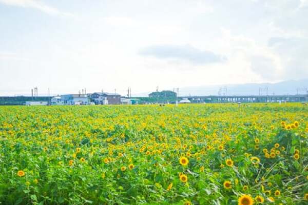 大垣市のひまわり畑の写真