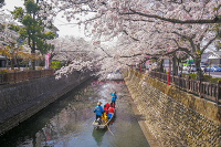 今年も大垣市水門川の桜が見頃になりましたのでお花見行ってきました