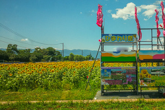 ２０１８年夏も見頃！羽島市いちのえだ田園フラワーフェスタのひまわり畑見に行ってきました
