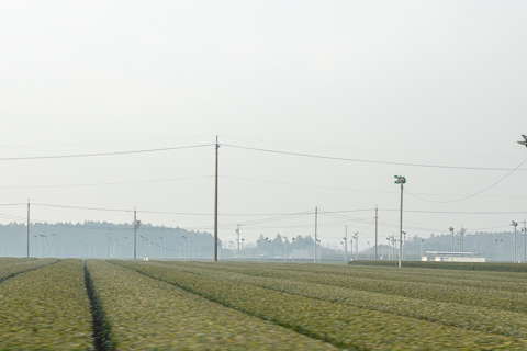 伊勢茶の栽培の写真