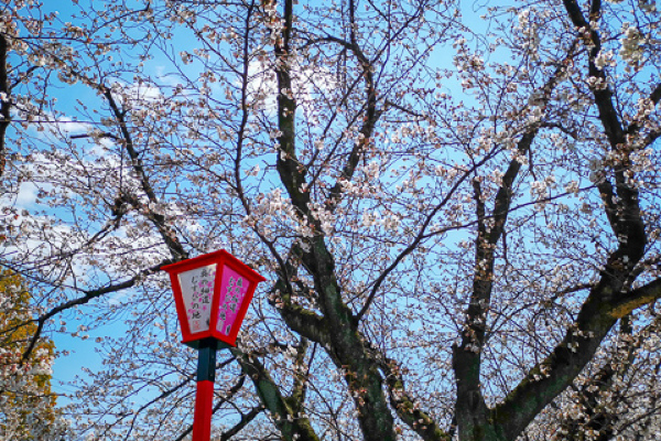 奥の細道むすびの地の桜の写真