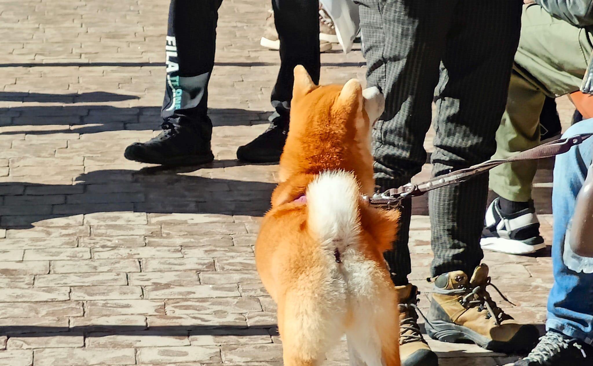 柴犬の写真