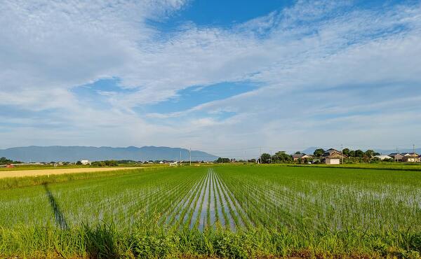 羽島市下中町市之枝地区2025年夏の風景は田植えが終わったばかり