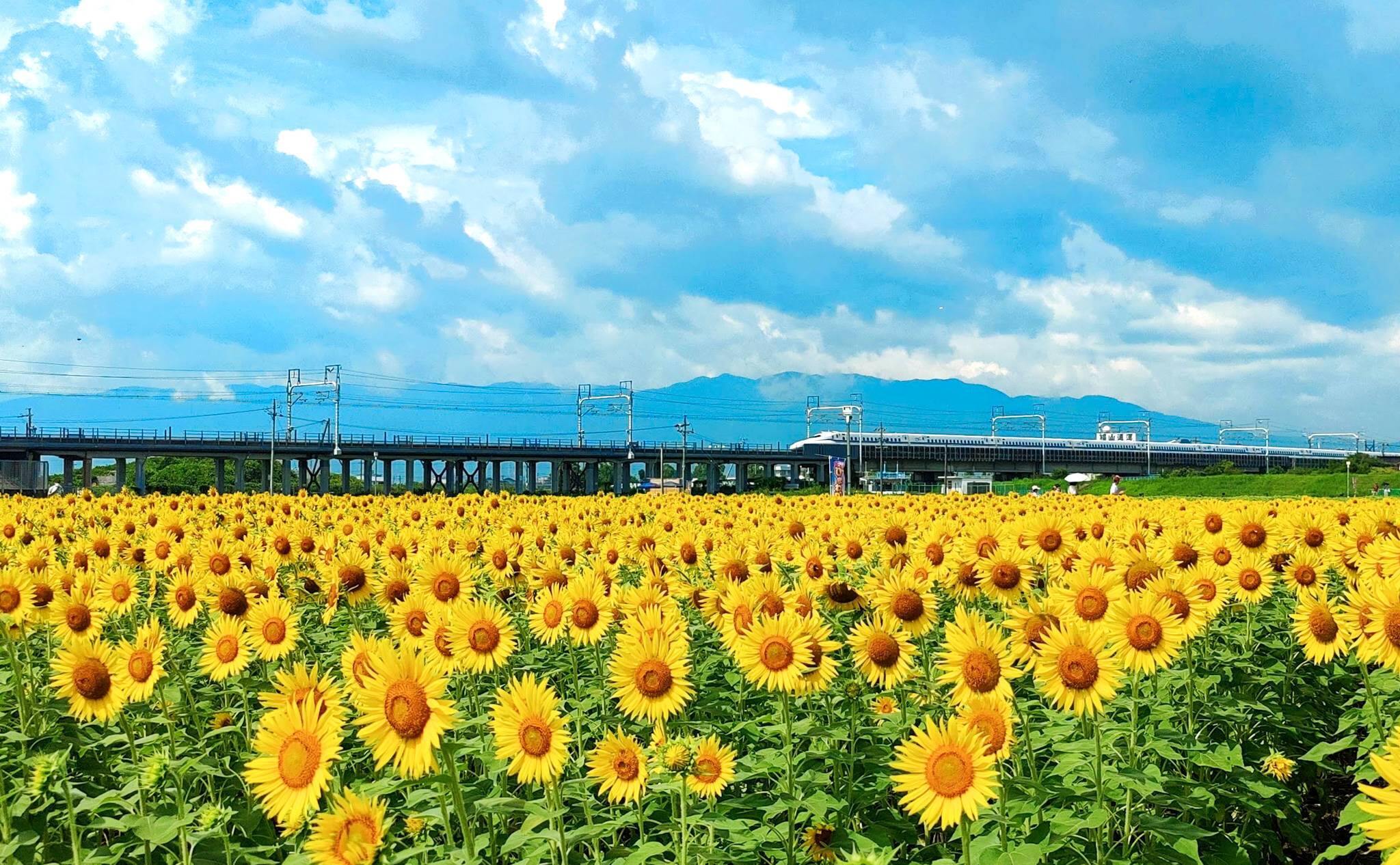 大垣ひまわり畑とJR東海道新幹線（2022年8月撮影）