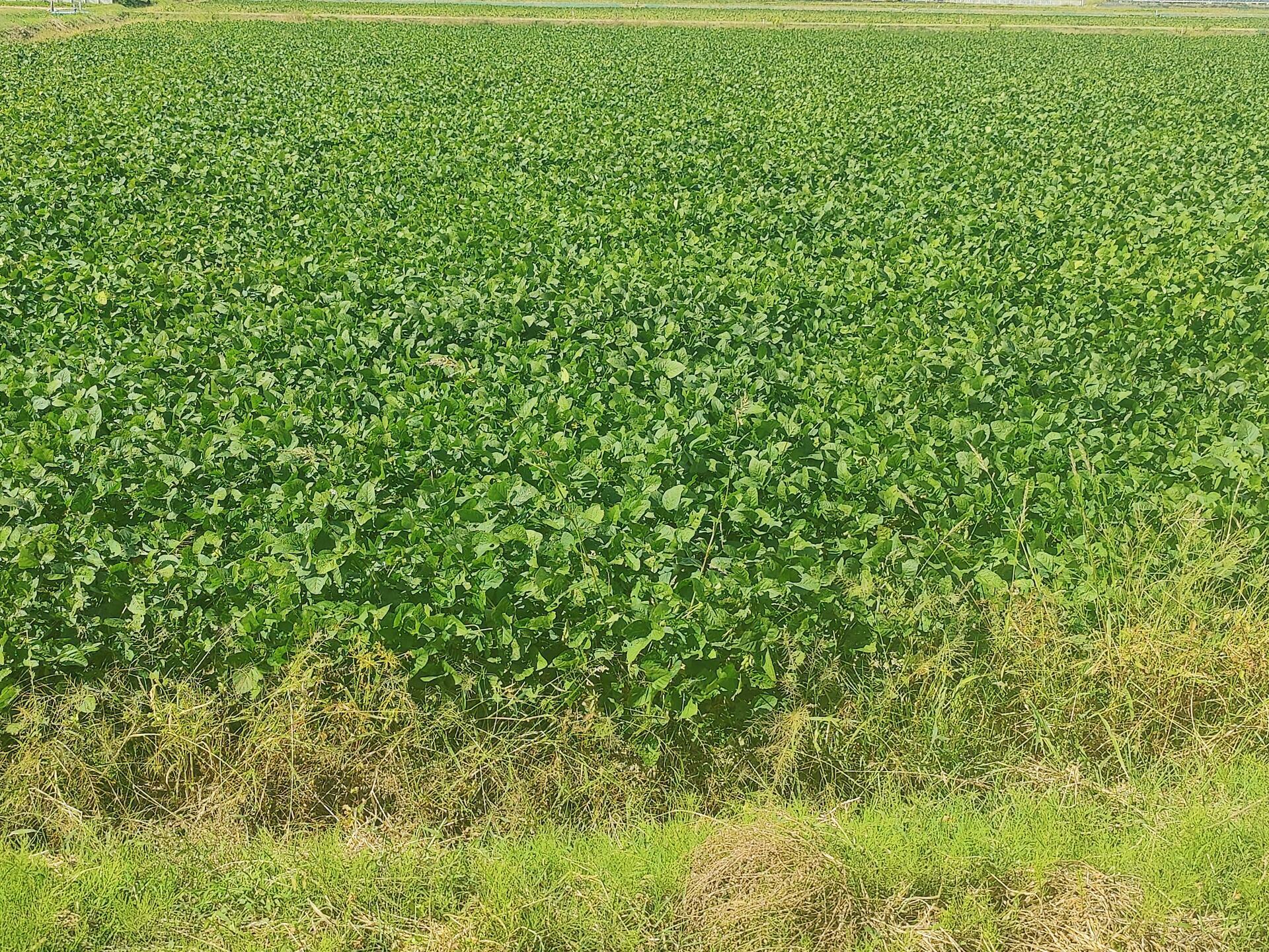 我が家の田園風景も。の画像