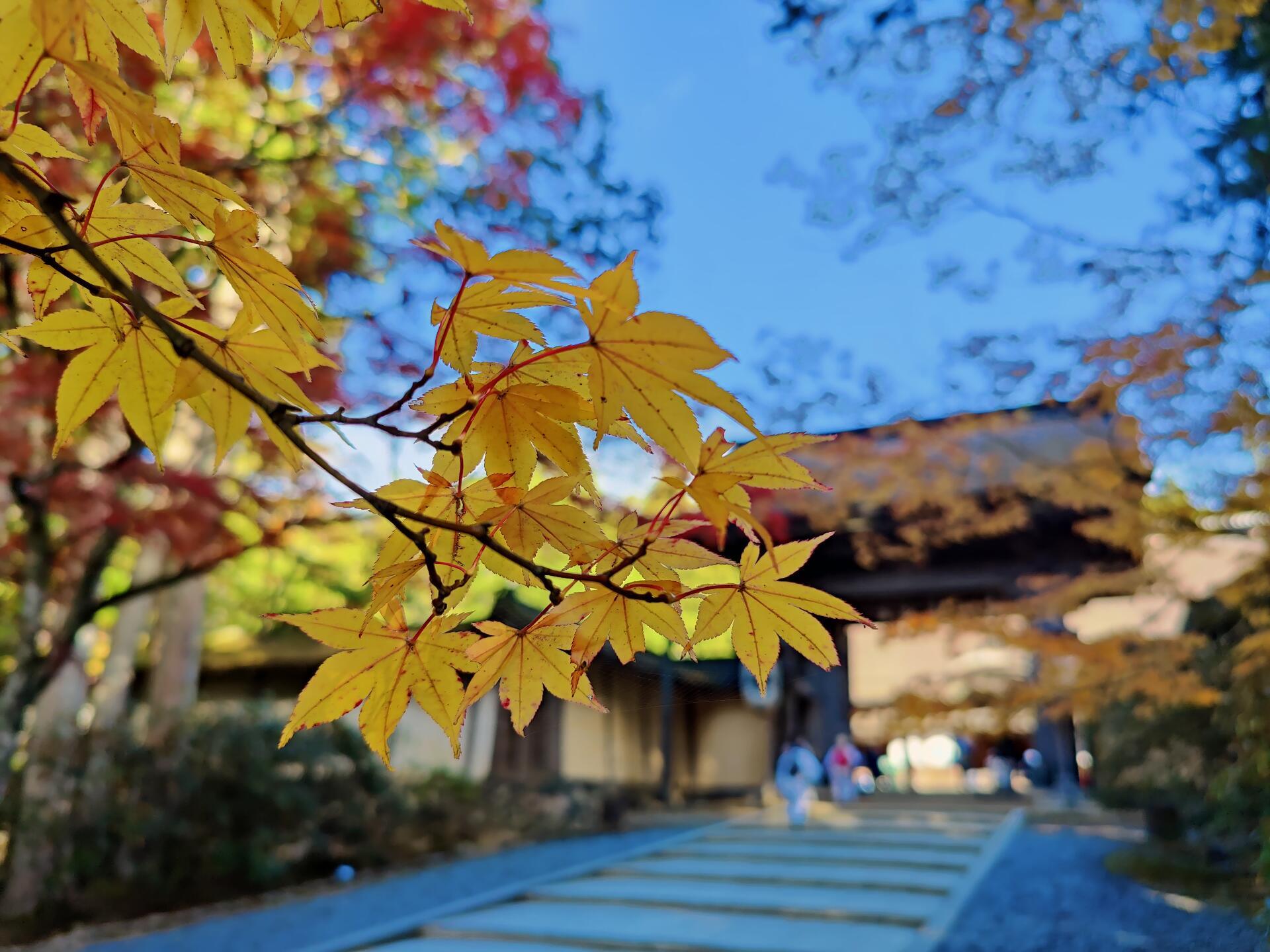 紅葉シーズンだからなのか！の画像