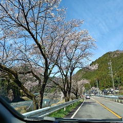 桜サクサクの画像