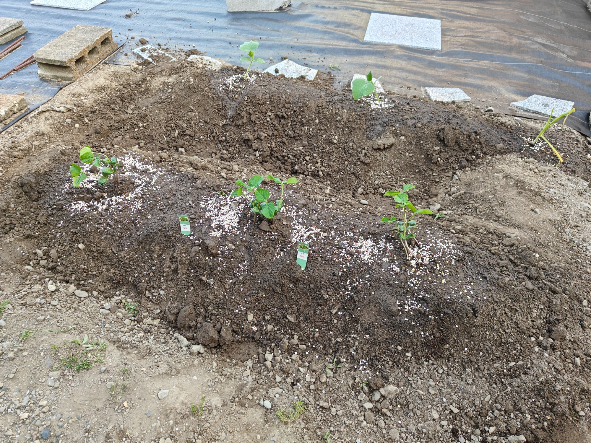 枝豆を植えました！の画像